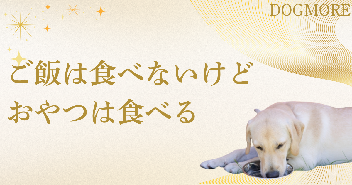 老犬がご飯食べないのにおやつは食べる原因10選と対処法【獣医師監修】 | ドグモア