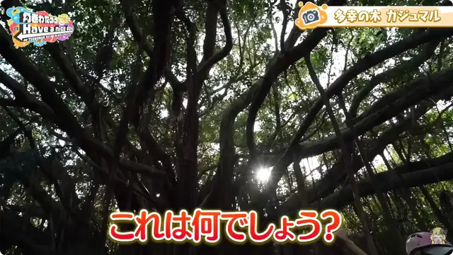 フブわた沖縄旅！前編