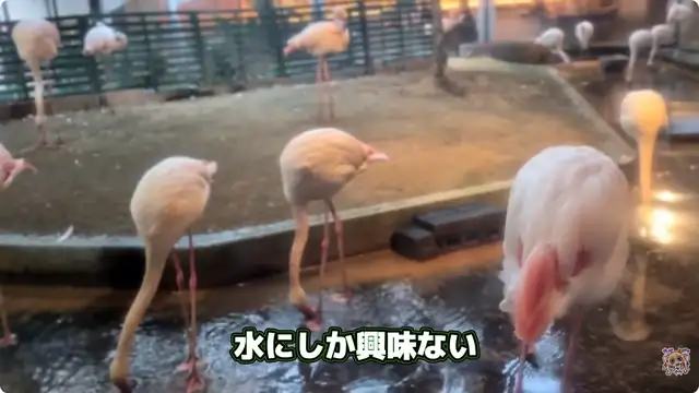 俺の茨城がこんなに可愛いわけがない。【ホロライブ/赤井はあと】