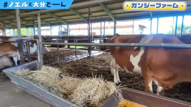 【#ノエルと大分どーん】食べて涼んで癒される！夏の涼しいおおいたご紹介！【白銀ノエル/ホロライブ】