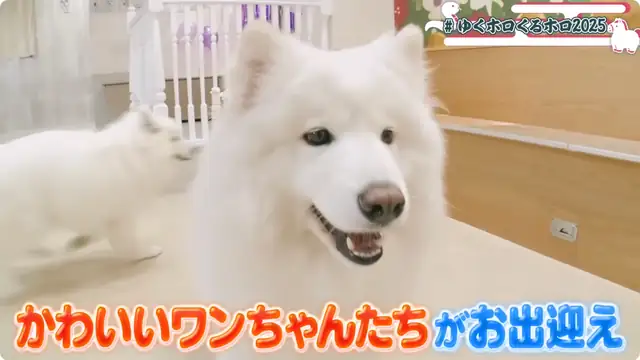 年末ホロライブ ~ゆくホロくるホロ 2025▷2026~【#ゆくホロくるホロ2025】